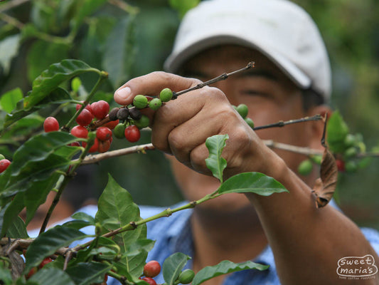 A farmer harvests ripe cherries at his farm in Chiapas, Mexico.