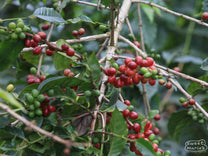 Coffee cherries ripen at a farm in Chiapas region of Mexico.