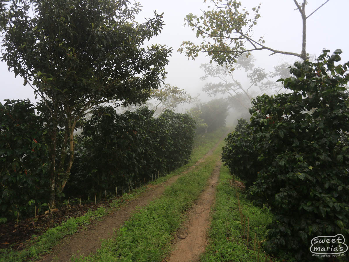 The Buenos Aires' wooden sign at the coffee farm.