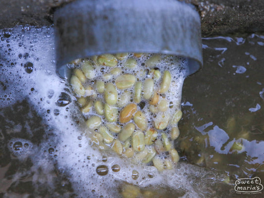 The large green coffee seeds of Maracaturra variety exiting the fermentation tanks and into the washing channels at the Buenos Aires wet mill in Dipilto, Nicaragua.