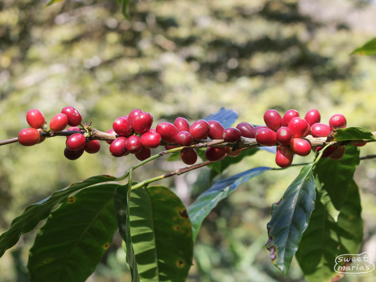  from Cafetalera Buenos Aires