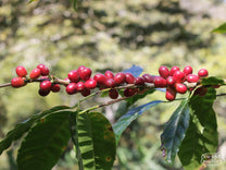  from Cafetalera Buenos Aires