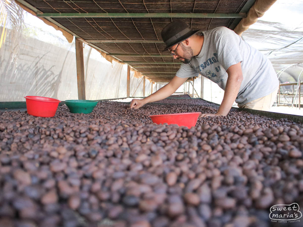 Pablo picks out afew unripe coffeecherries drying beneath the protective shade canopy at the Buenos Aires mill in Ocotal, Nicaragua.