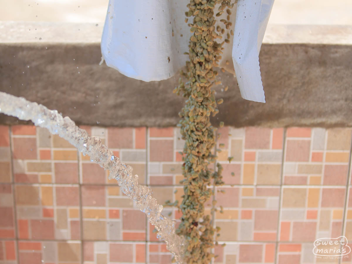 Clean water added to the green coffee that was just processed through the mechanical demucilager at the Buenos Aires wet mill in Dipilto, Nicaragua.
