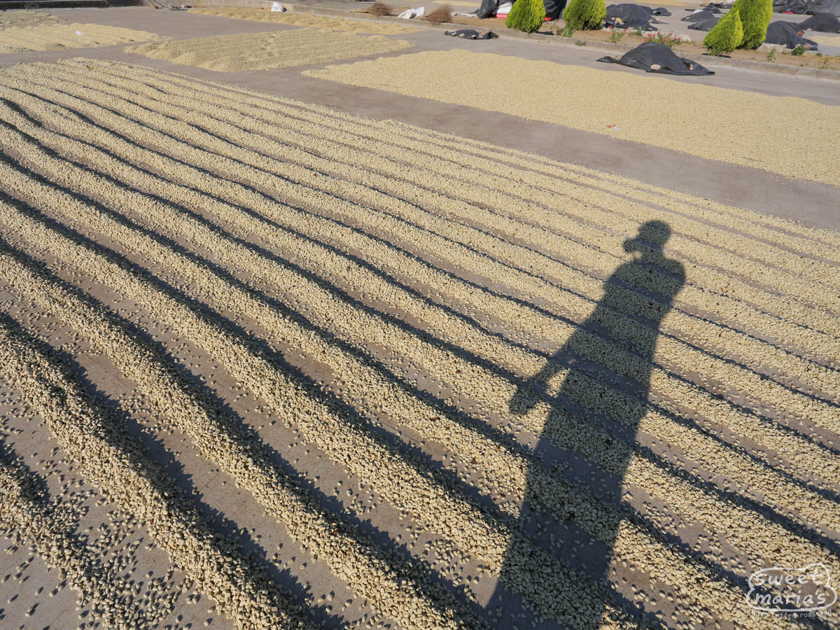 Parchment coffee dries on cement patios at the Buenos Aires mill.