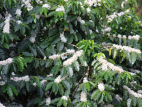 Coffee plants in full bloom during a trip to Panama in the early 2000's. (not Bambito)