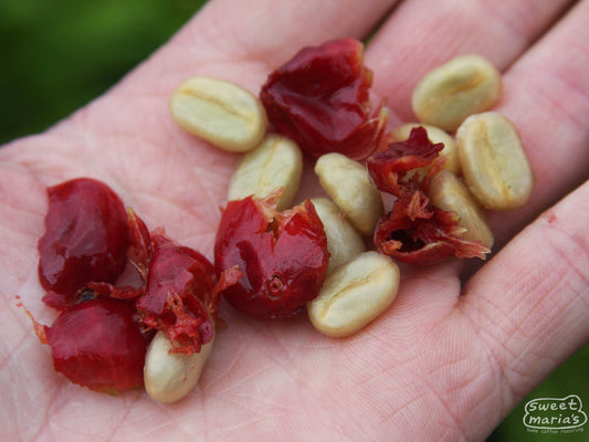 A photo of Gesha seeds pulped from cherries at a farm in Panama, not Peru. This is meant to give you an idea of their unique shape.