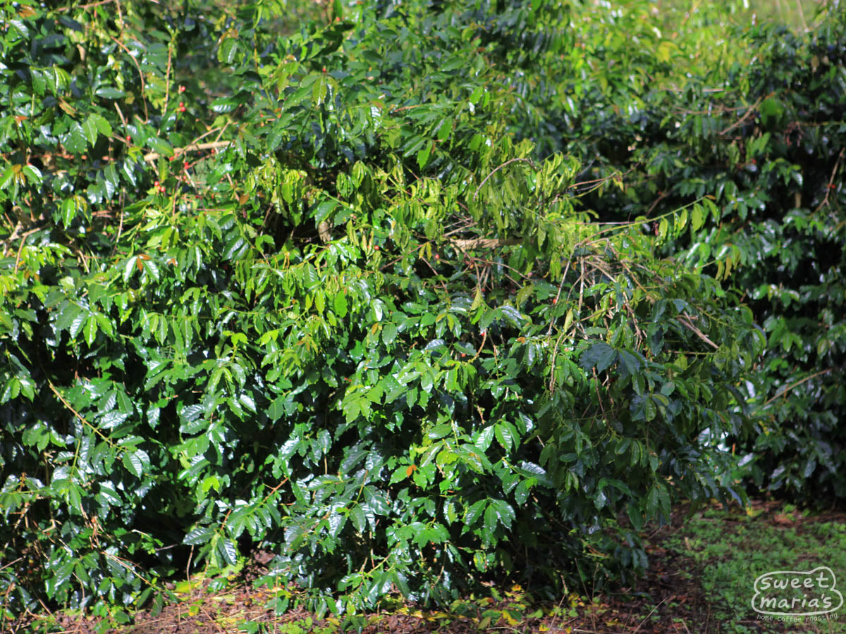 Tall green coffee shrubs are filled with green and red coffee cherry at this coffee estate in Papua New Guinea.