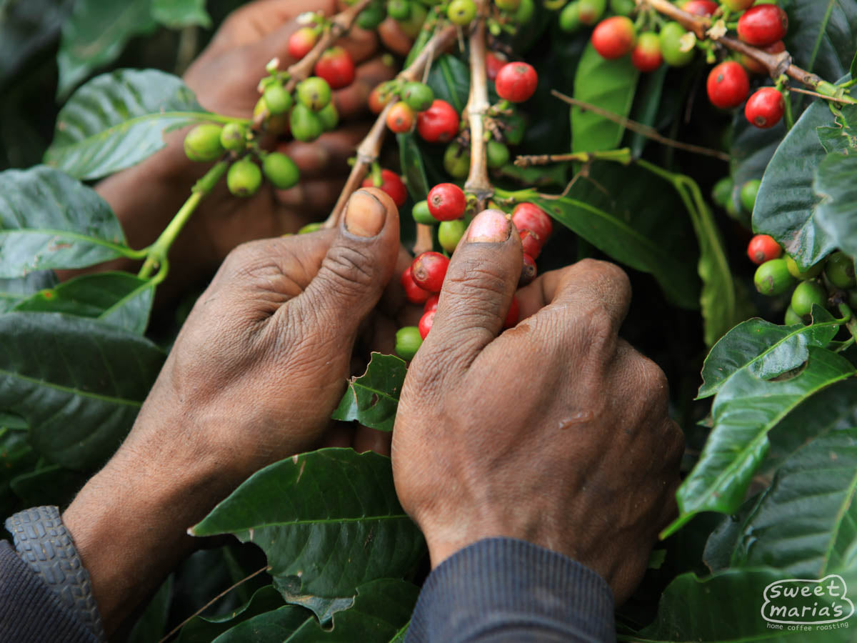 Bronze colored leaves mark the new growth on this coffee plant. Eastern Highlands