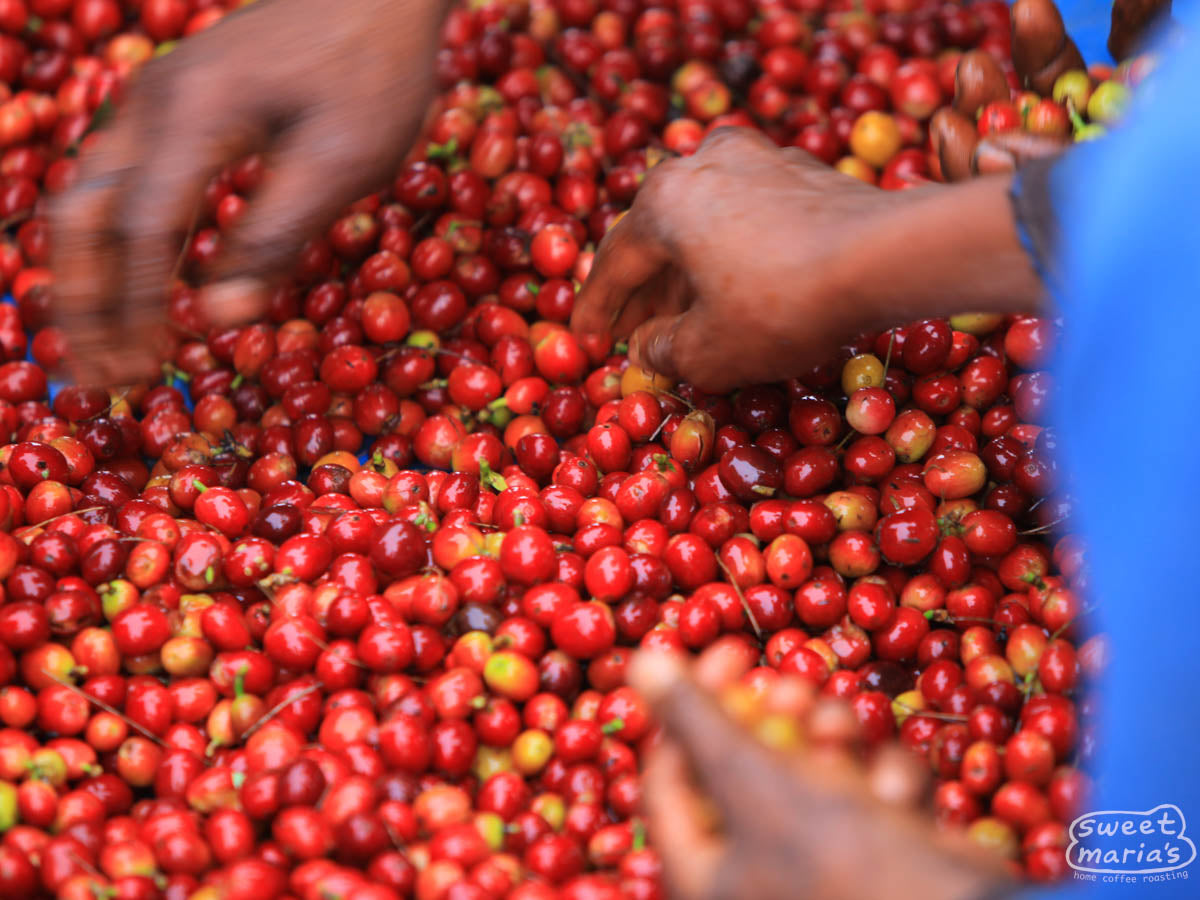 Coffee cherry harvested earlier in the day gets an initial hand screening to remove defects and under/over ripe coffee before processing at the wet mill. Papua New Guinea.