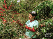 A farmer from the Cerro Blanco cooperative harvests ripe coffee cherries during the harvest. (Photo courtesy of APROCEB)