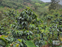 Elver Rioja poses for a photo at his farm in Perlamayo.