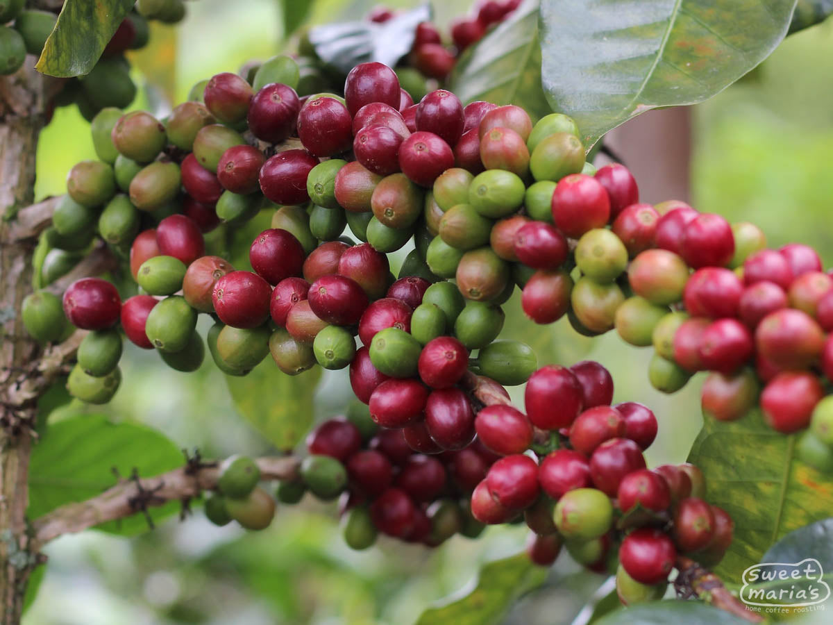Coffee cherries ripening at a farm in Cajamarca.