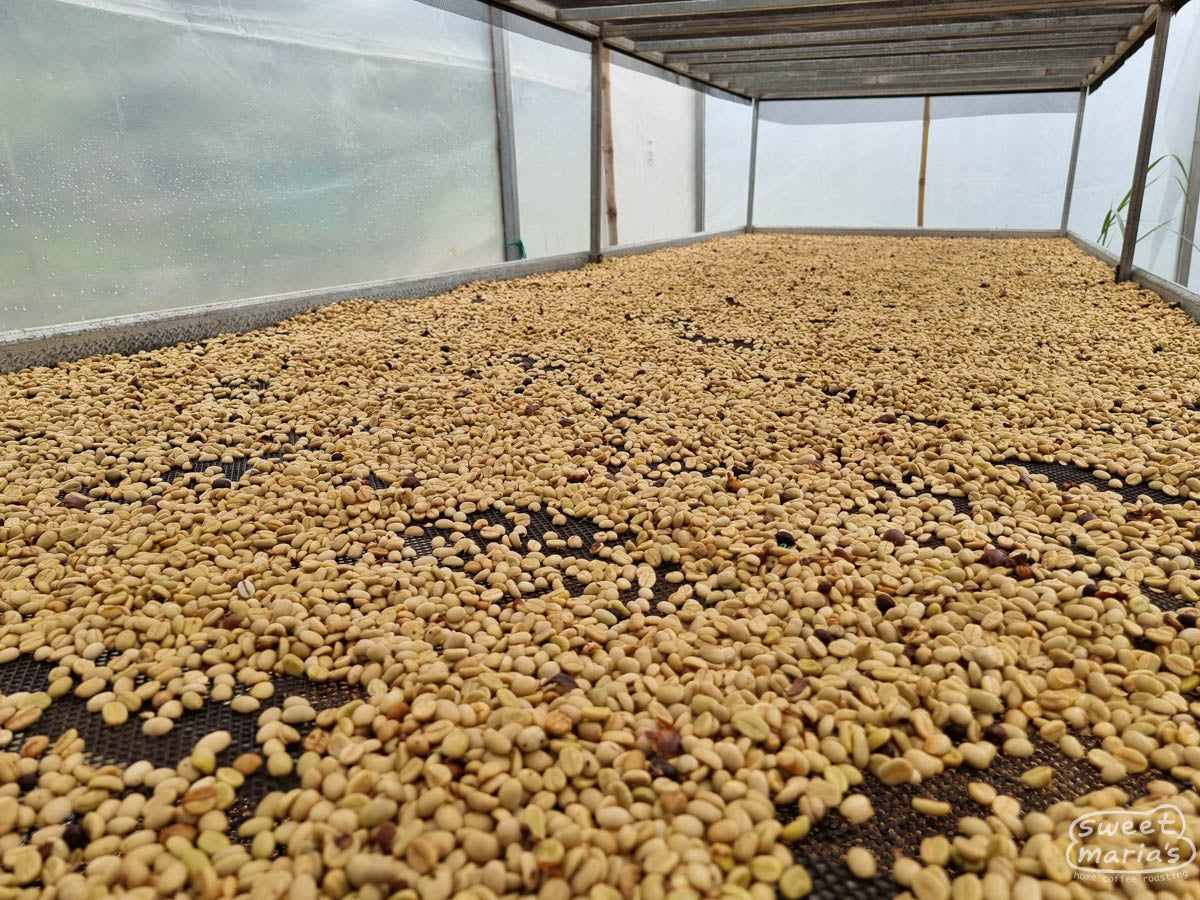 Green coffee in its outer parchment layer dries on raised beds inside a makeshift greenhouse at a farm in Huabal, Peru.