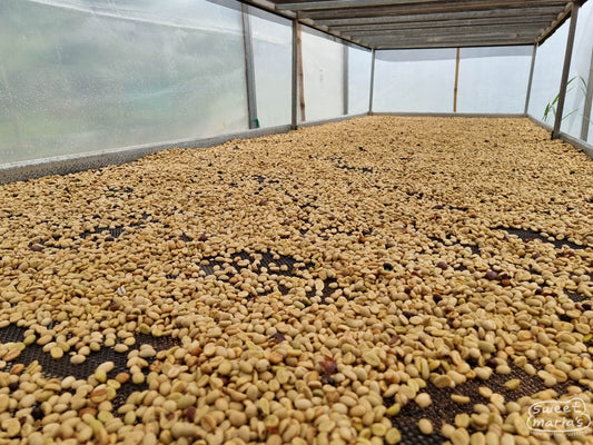 Green coffee in its outer parchment layer dries on raised beds inside a makeshift greenhouse at a farm in Huabal, Peru.