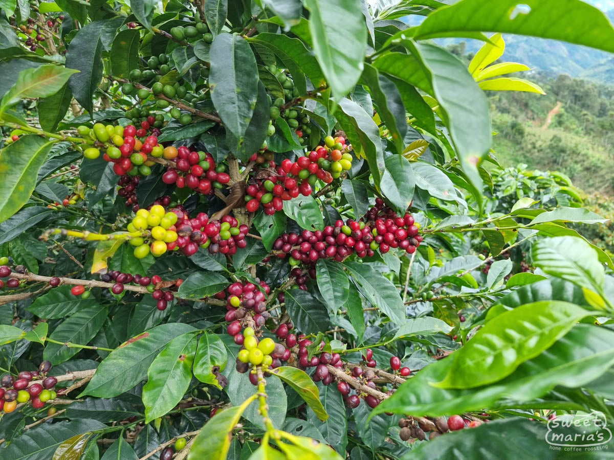  Peru.