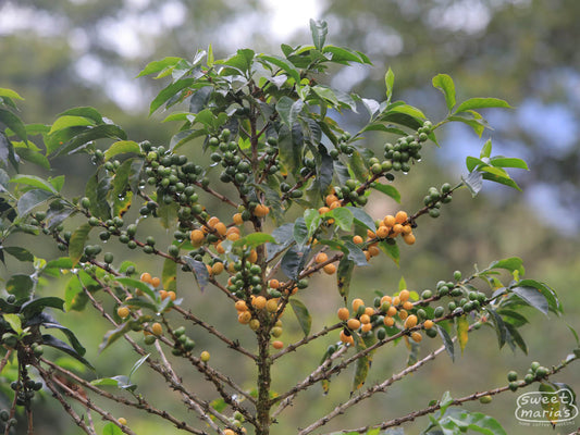 A coffee shrub with yellow fruit ripens at a coffee farm in Peru.