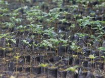 Ronal Carranza at his farm, Guardian del Bosque, in Gracias a Dios, Peru.