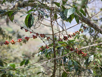 Spindly bourbon coffee shrub with clumps of cherries in Peru.