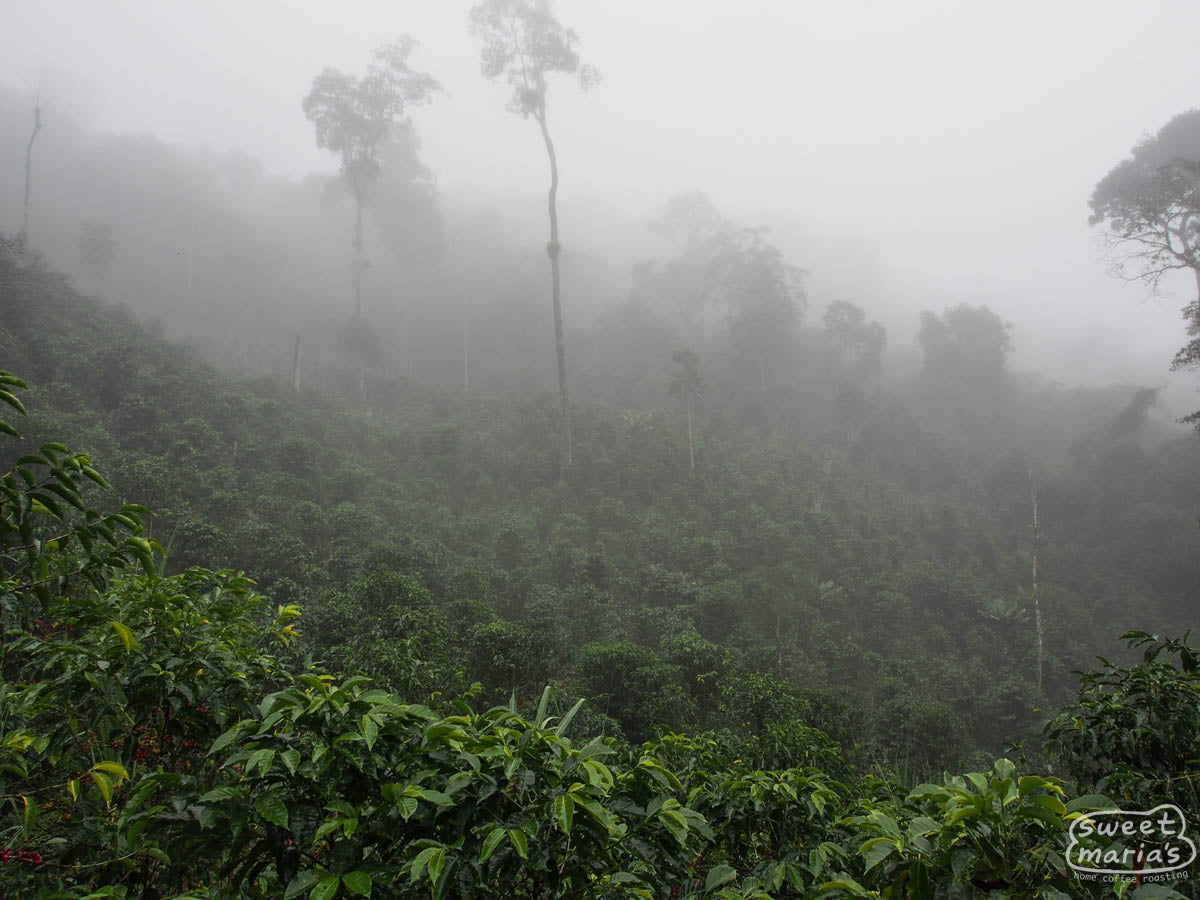 A low fog settles over a coffee farm in Peru.