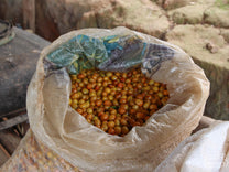 Ripe yellow coffee cherries are bagged up and ready for processing at the home of a coffee producer in El Diamante, Haubal, Peru.