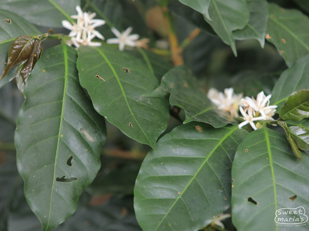 Coffee flowers blooming at a farm in Huabal, Peru.