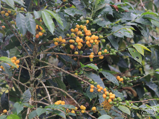 Yellow coffee fruit ripens on a green shrub in Huabal region.
