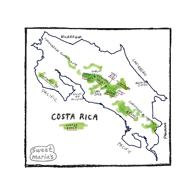 Costa Rica - Coffee Shrub