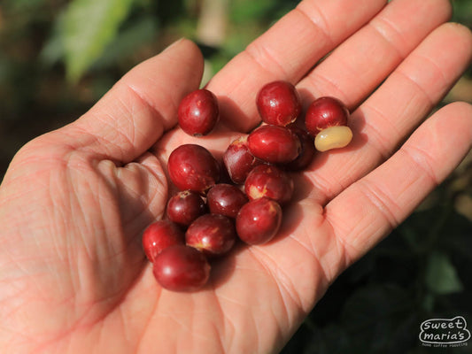 Ripe red coffee cherry pulled from the delivery tanks at Gitwe station during a 2024 visit. Nyamasheke, Rwanda.