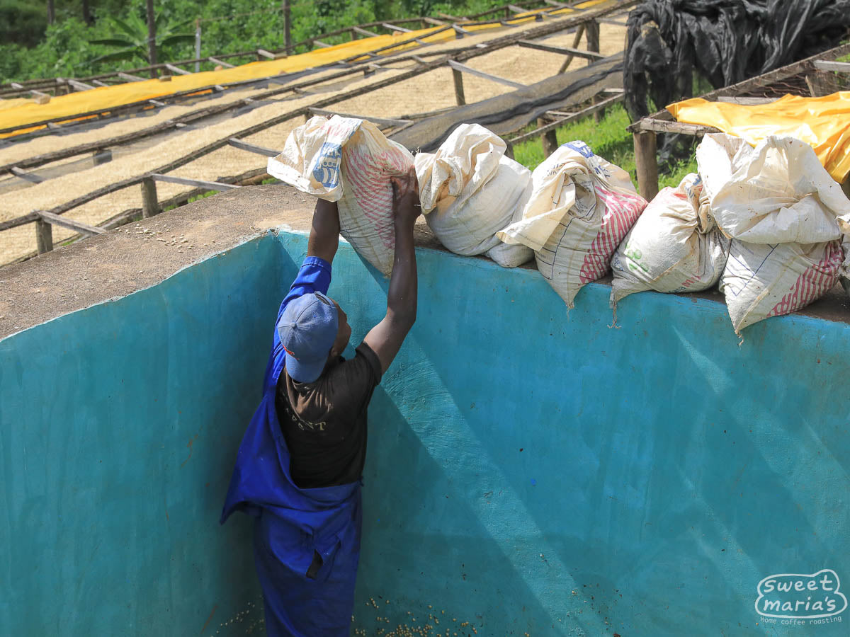 Looking inside the storage warehouse at Gitwe where green coffee rests in mylar bags before being sent to the dry mill.