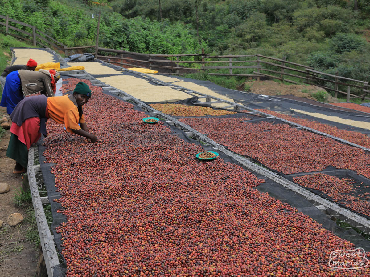 Workers sort defects and unripe coffee from the cherries drying on raised beds at Gitwe, Nyamasheke, Rwanda.