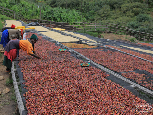 Workers sort defects and unripe coffee from the cherries drying on raised beds at Gitwe, Nyamasheke, Rwanda.