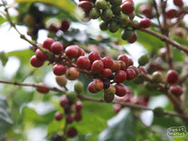 Red coffee cherries ripen on a Bourbon variety shrub at Migoti.