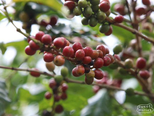 Red coffee cherries ripen on a Bourbon variety shrub at Migoti.