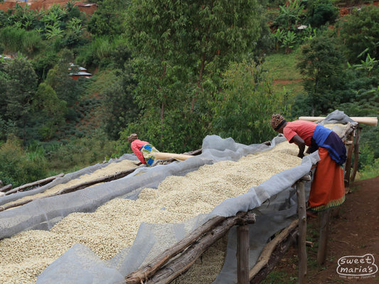 After pulping and fermenting, the wet parchment is moved to the drying tables where it is spread to a thin layer to dry in the sun. Migoti coffee washing station, Burundi.