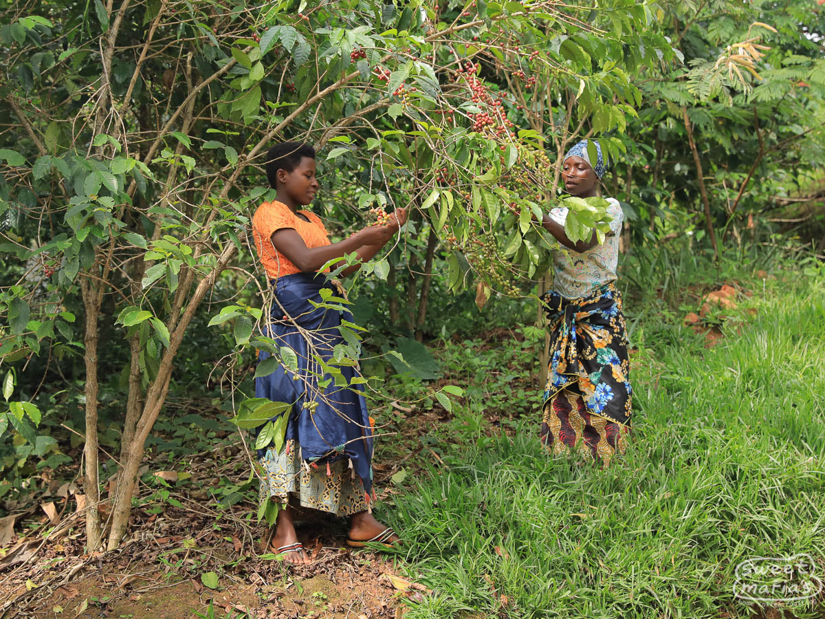 Women pick the final ripe cherries from the harvest near Masenga hill and Migoti wet mill.