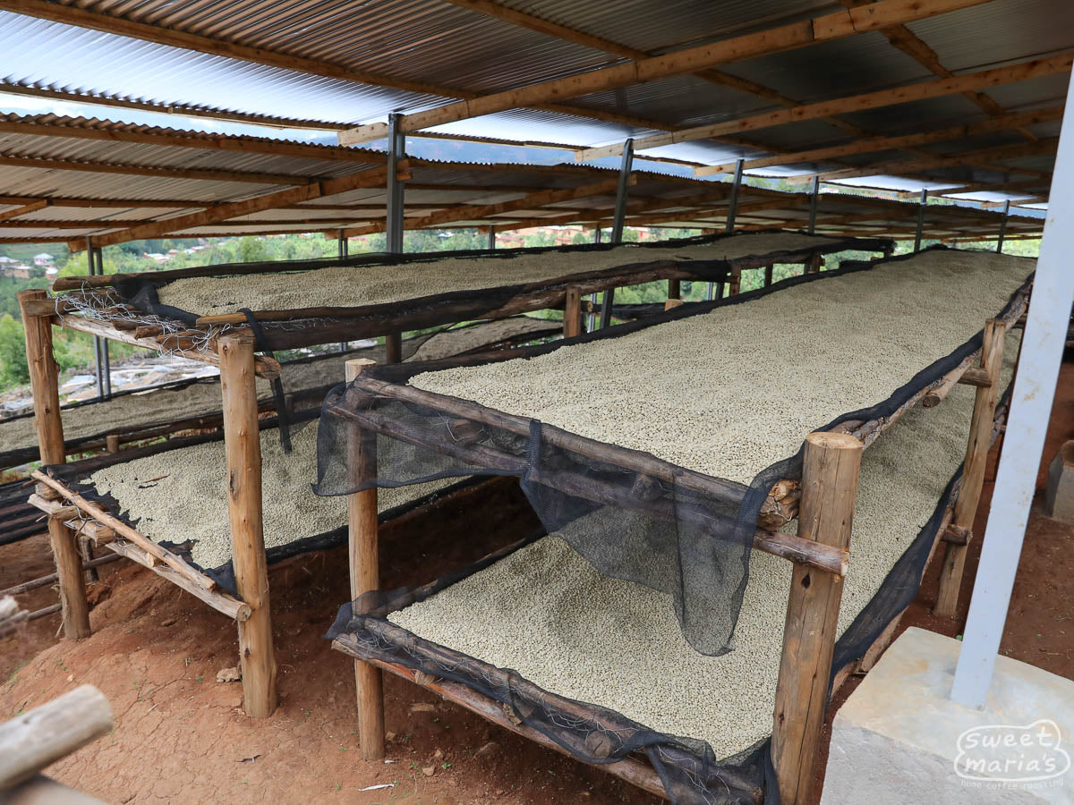 Coffee dries on raised beds under the protection of a cover at Migoti wet mill, where Masenga is processed. Migoti, Burundi.