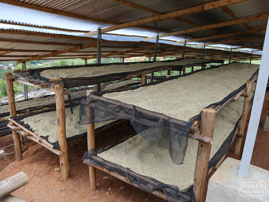 Coffee dries on raised beds under the protection of a cover at Migoti wet mill, where Masenga is processed. Migoti, Burundi.