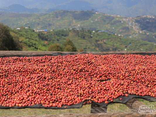 Rwanda Dry Process Kivu Kageyo