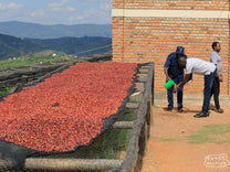 Coffee cherry that looks like it was picked that day, now spread to a thin layer on the raised drying beds of Kageyo coffee washing station, Lake Kivu region, Rwanda.
