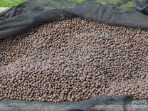 Coffee cherry that looks like it was picked that day, now spread to a thin layer on the raised drying beds of Kageyo coffee washing station, Lake Kivu region, Rwanda.