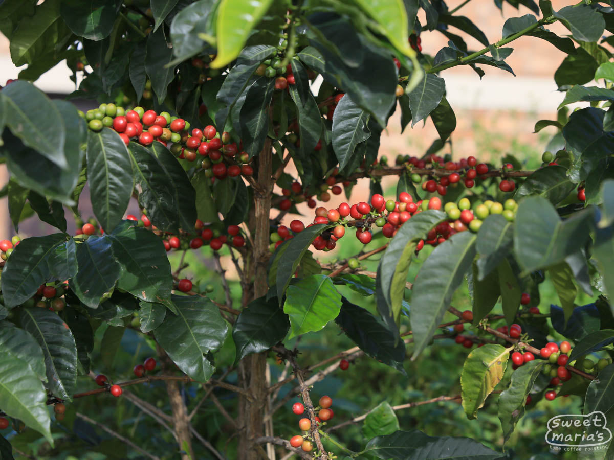Coffee cherry that looks like it was picked that day, now spread to a thin layer on the raised drying beds of Kageyo coffee washing station, Lake Kivu region, Rwanda.