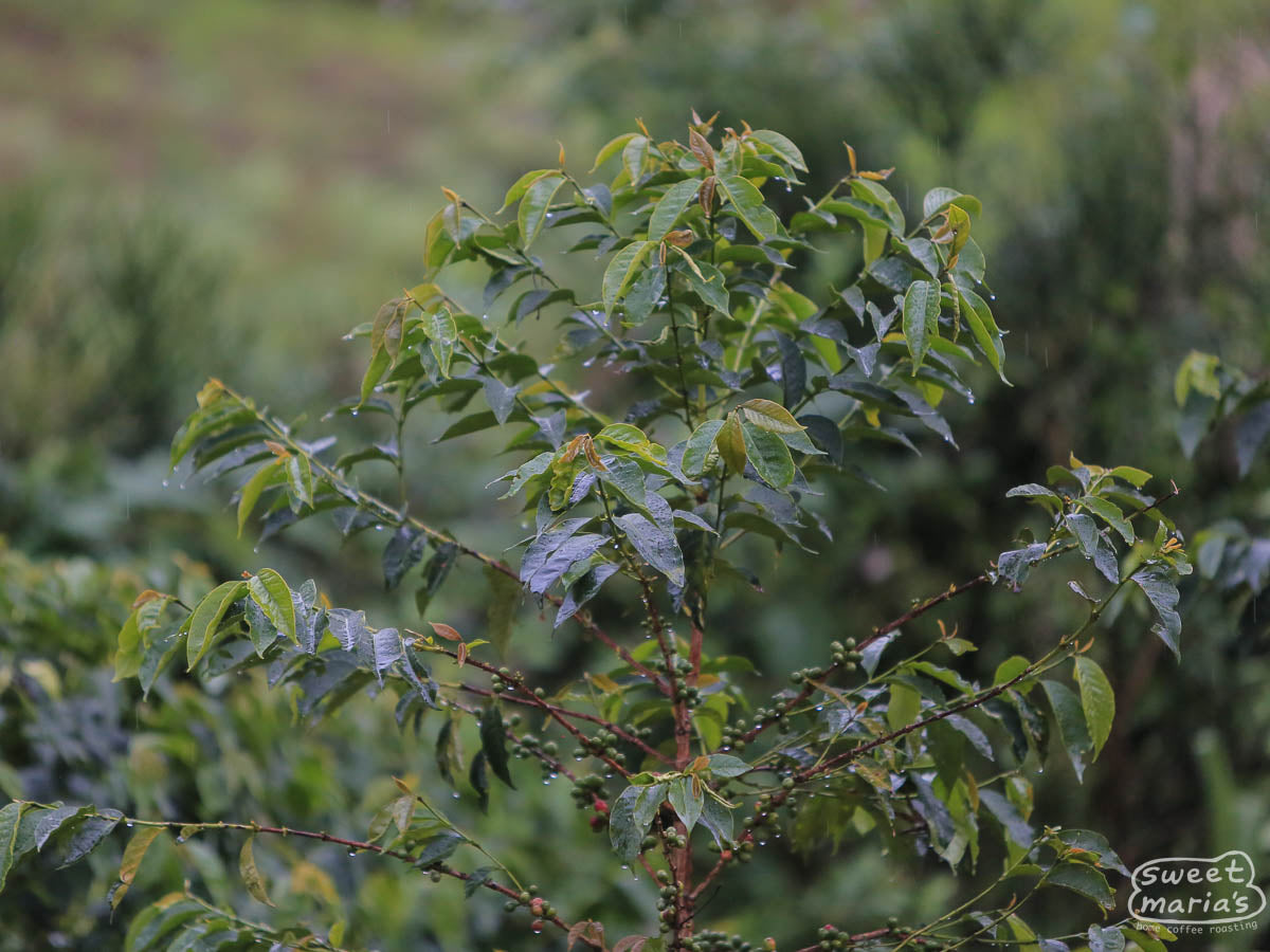 Red and green coffee cherry ripening in the sun near Nyungwe Forest in Nyamasheke