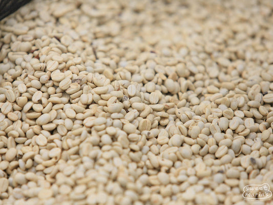 Parchment-covered coffee drying on raised beds at one of the coffee cooperatives who contributed to this blend. 