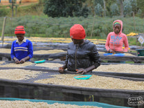 Parchment-covered green coffee on the raised drying beds at Gikirima site in Nyeri, Kenya, one of the sources for this decaf blend.