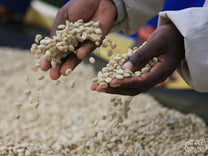A hand full of dried parchment-covered green coffee at a coffee washing station in Rusizi