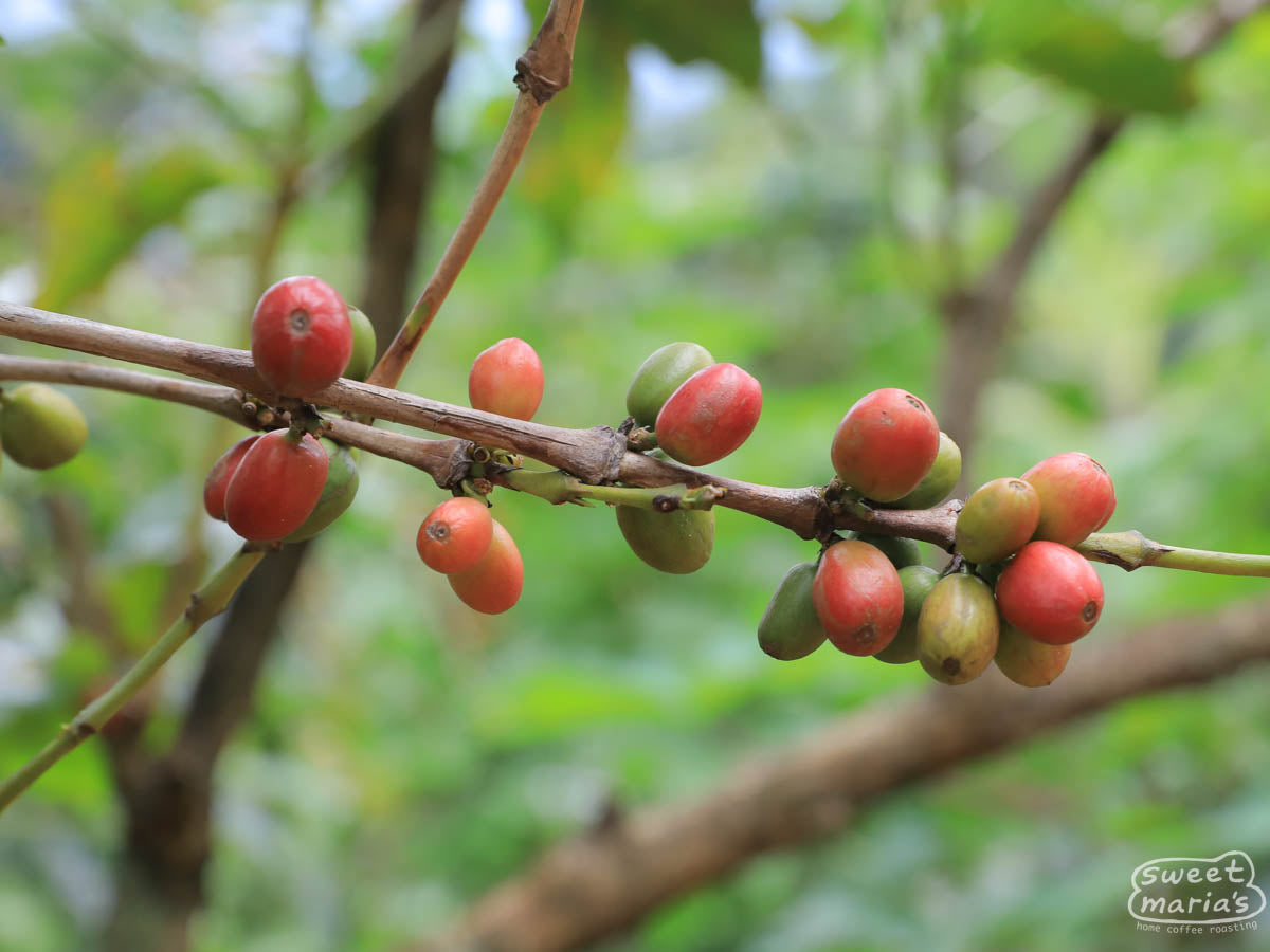 Coffee cherries ripen on an outstretched shrub branch at a farm in Rusizi area.