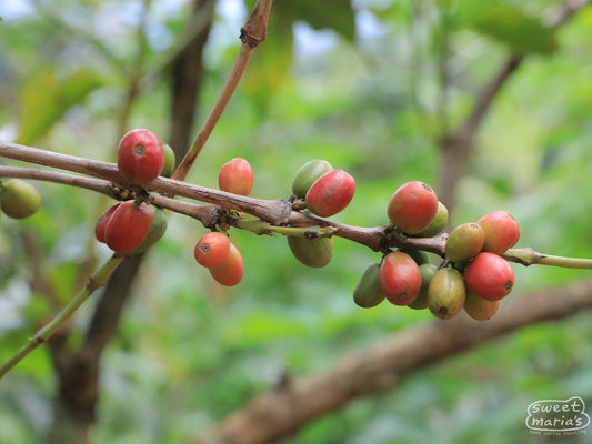 Coffee cherries ripen on an outstretched shrub branch at a farm in Rusizi area.
