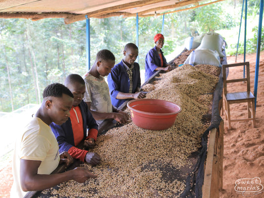 Some coffee defects are easier to spot when the coffee is still wet. These workers at Gaseke sift through the newly pulped coffee seeds before moving to dry on the raised beds.
