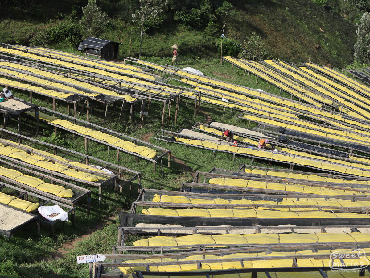 A shot from above shows only a portion of Gaseke's drying tables